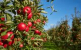 Agricoltura, Italia sul tetto del mondo: export di mele da primato per il secondo anno consecutivo