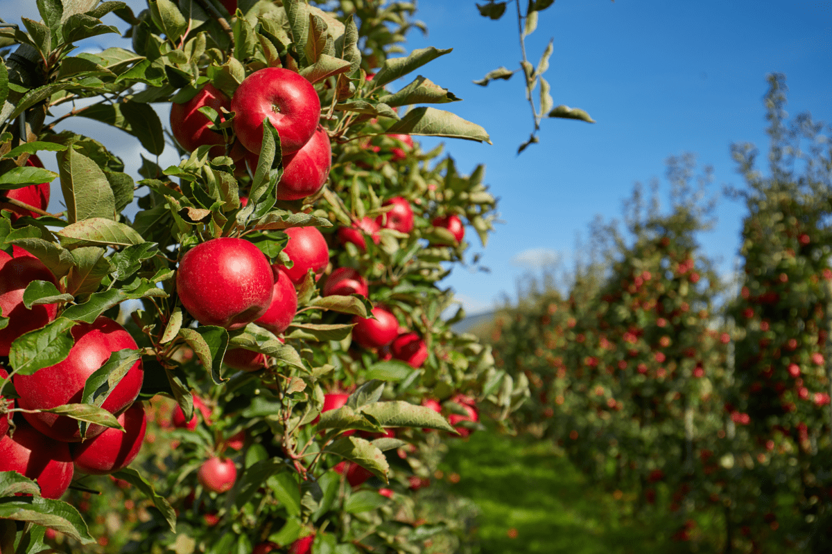 Agricoltura, Italia sul tetto del mondo: export di mele da primato per il secondo anno consecutivo Agricoltura, Italia sul tetto del mondo: export di mele da primato per il secondo anno consecutivo