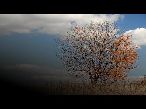 Che fine farà il foliage? Il fenomeno del 'falso autunno' preoccupa Che fine farà il foliage? Il fenomeno del 'falso autunno' preoccupa