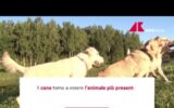 Un italiano su tre vive con un animale da compagnia