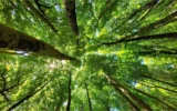 Biodiversità in crisi: le popolazioni di animali selvatici sono diminuite del 73% dal 1970 Biodiversità in crisi: le popolazioni di animali selvatici sono diminuite del 73% dal 1970