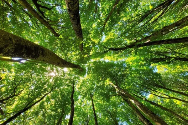 Biodiversità in crisi: le popolazioni di animali selvatici sono diminuite del 73% dal 1970 Biodiversità in crisi: le popolazioni di animali selvatici sono diminuite del 73% dal 1970