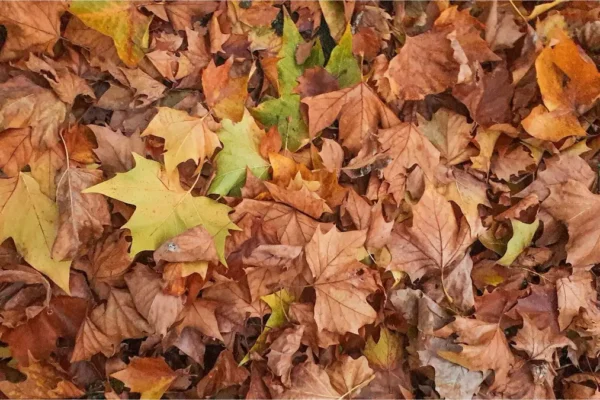 Poesie tra autunno e amore