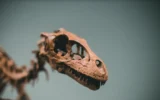 I primi vertebrati terrestri avevano il collo rigido e non riuscivano a girare la testa I primi vertebrati terrestri avevano il collo rigido e non riuscivano a girare la testa