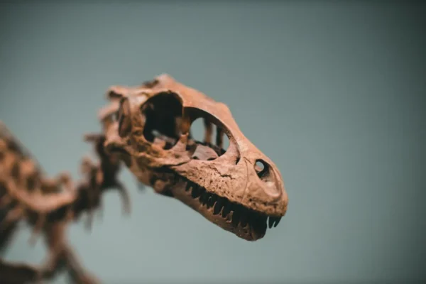 I primi vertebrati terrestri avevano il collo rigido e non riuscivano a girare la testa